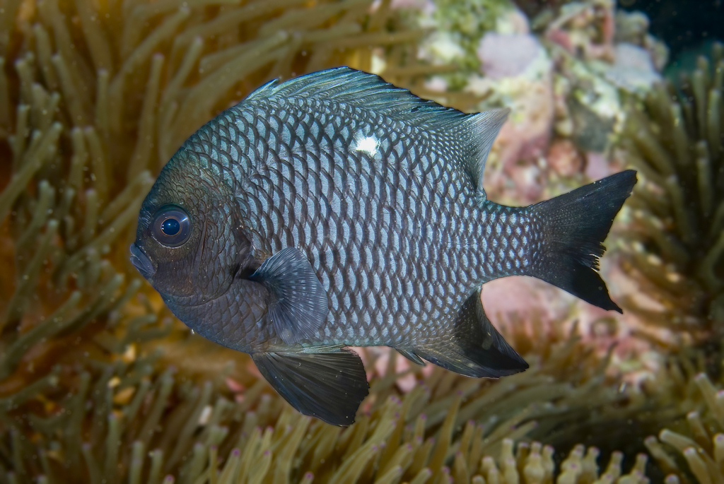 Three-spot Dascyllus