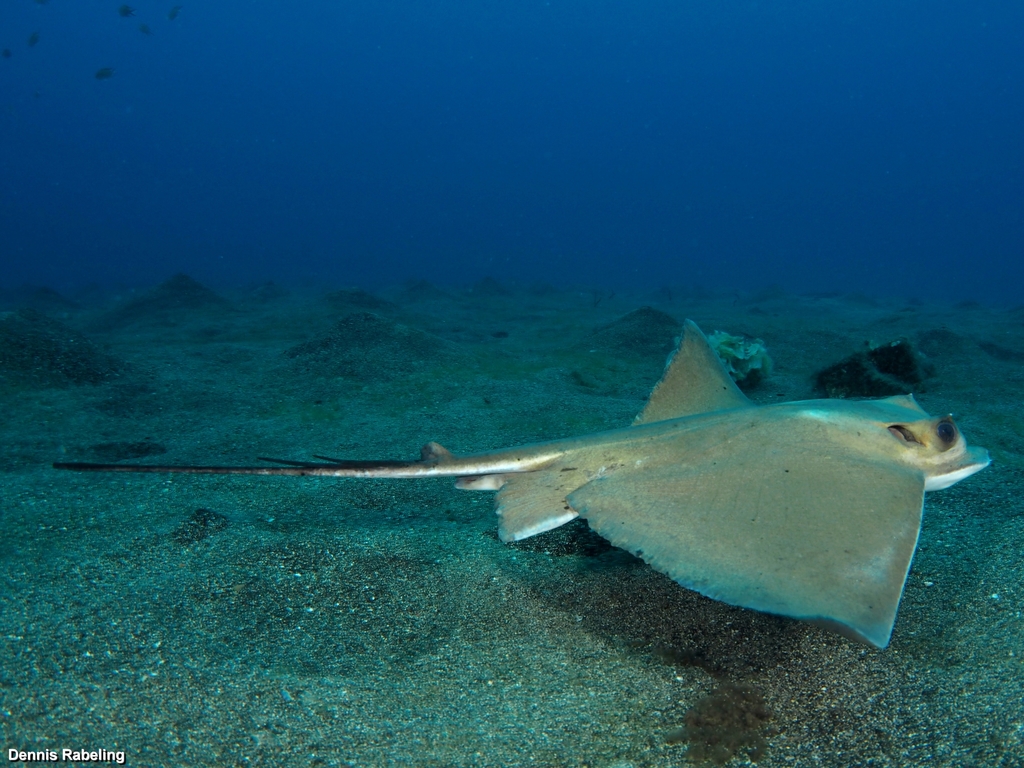 Common Eagle Ray