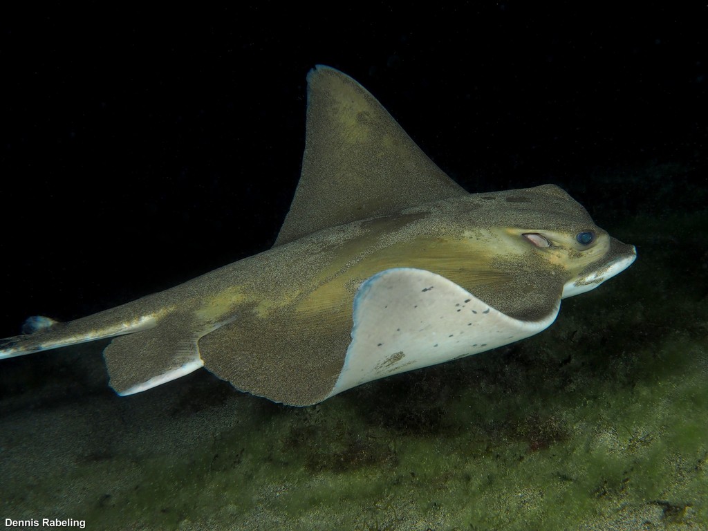Common Eagle Ray