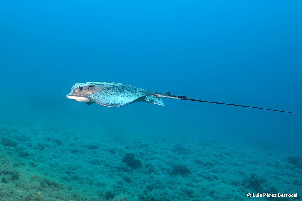Common Eagle Ray