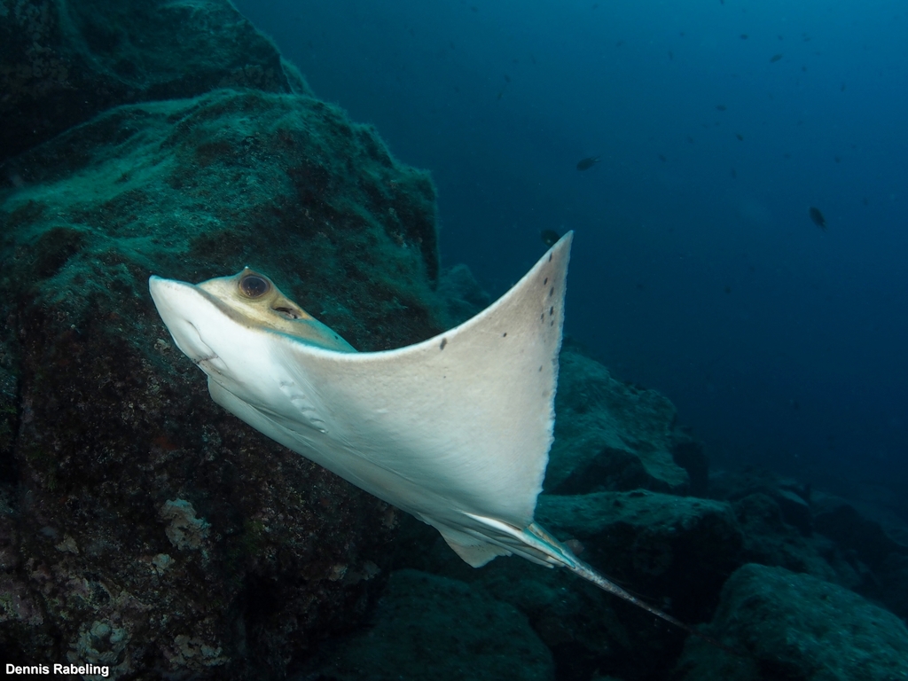 Common Eagle Ray