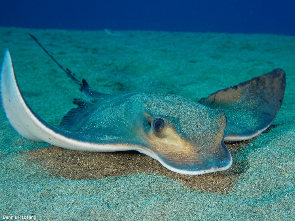 Common Eagle Ray