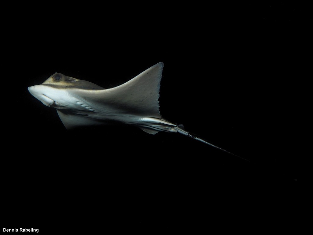 Common Eagle Ray