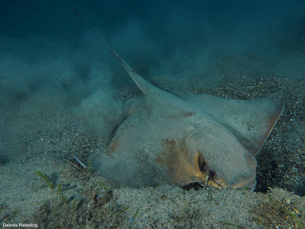 Common Eagle Ray