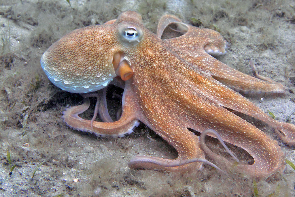 Common Octopus