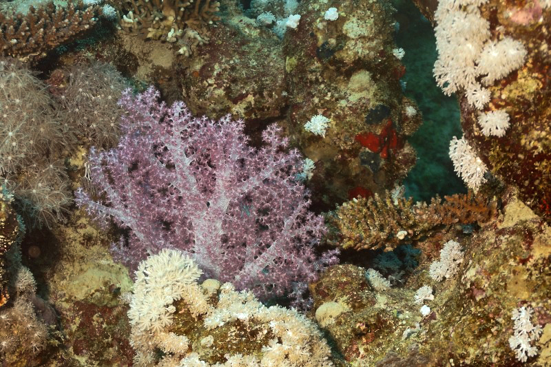 Alcyonaire épineux