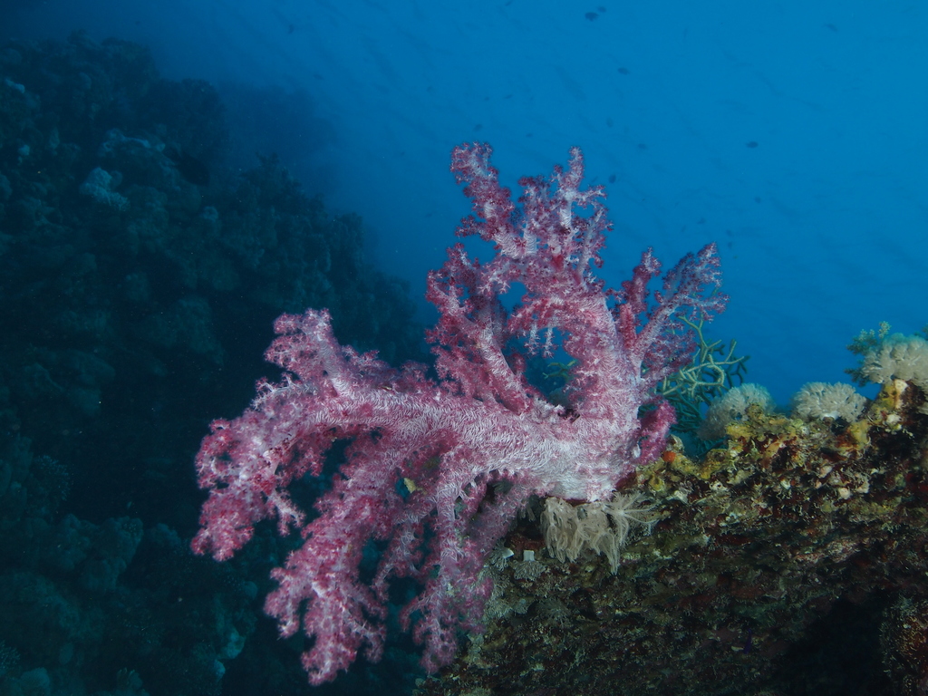 Alcyonaire épineux
