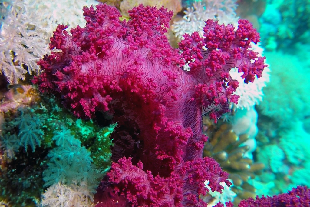 Alcyonaire épineux