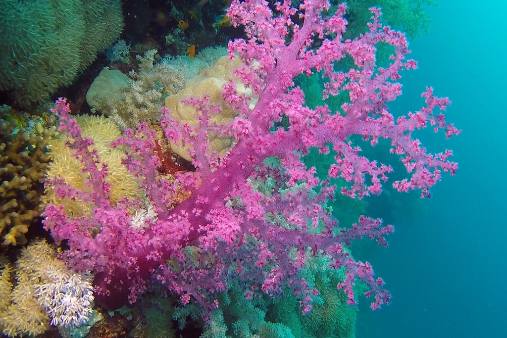Alcyonaire épineux
