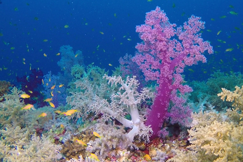 Red soft tree coral