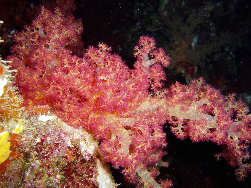 Alcyonaire épineux