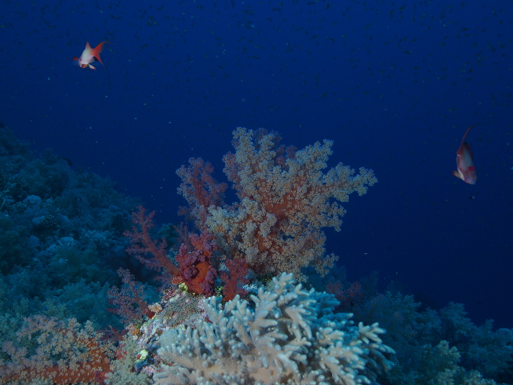 Alcyonaire épineux