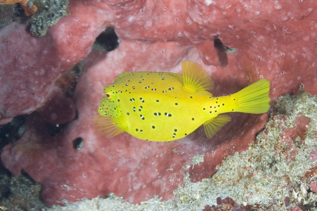 Yellow Boxfish