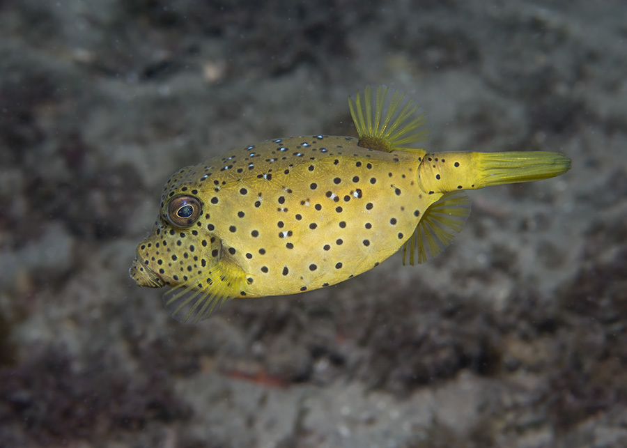 Yellow Boxfish