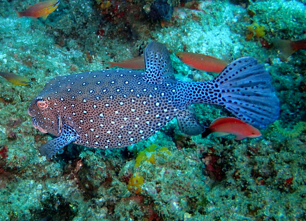 Yellow Boxfish