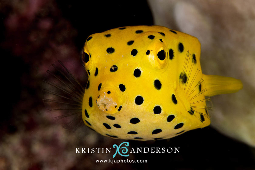Yellow Boxfish