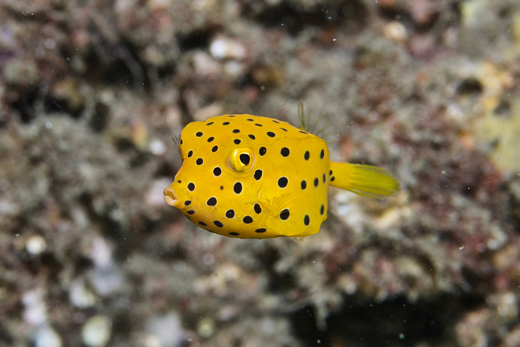 Poisson-Coffre Jaune