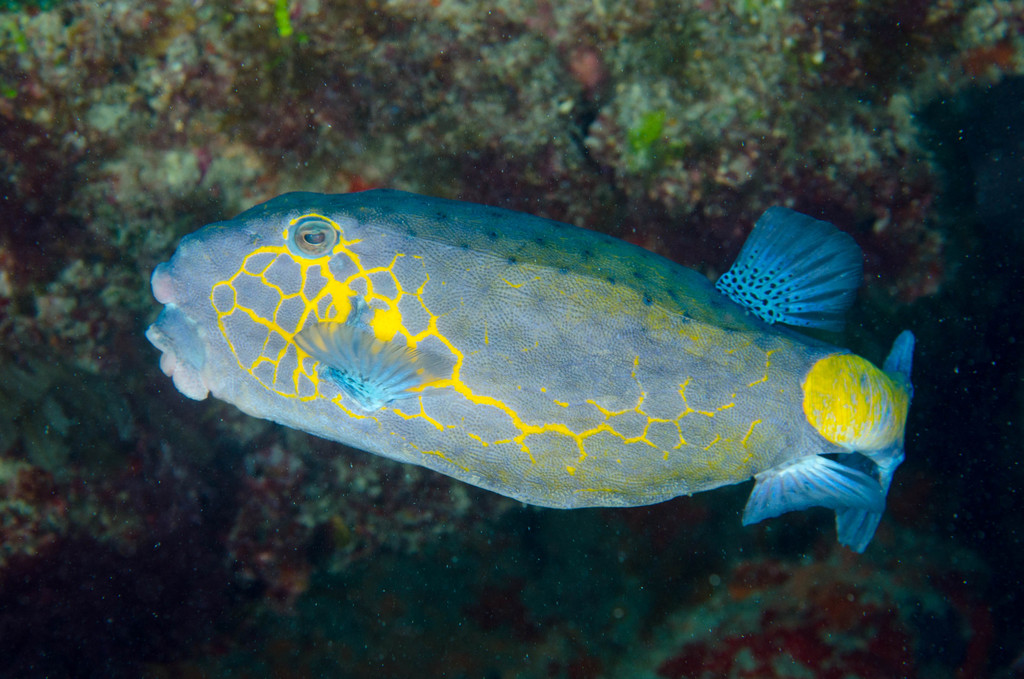 Yellow Boxfish
