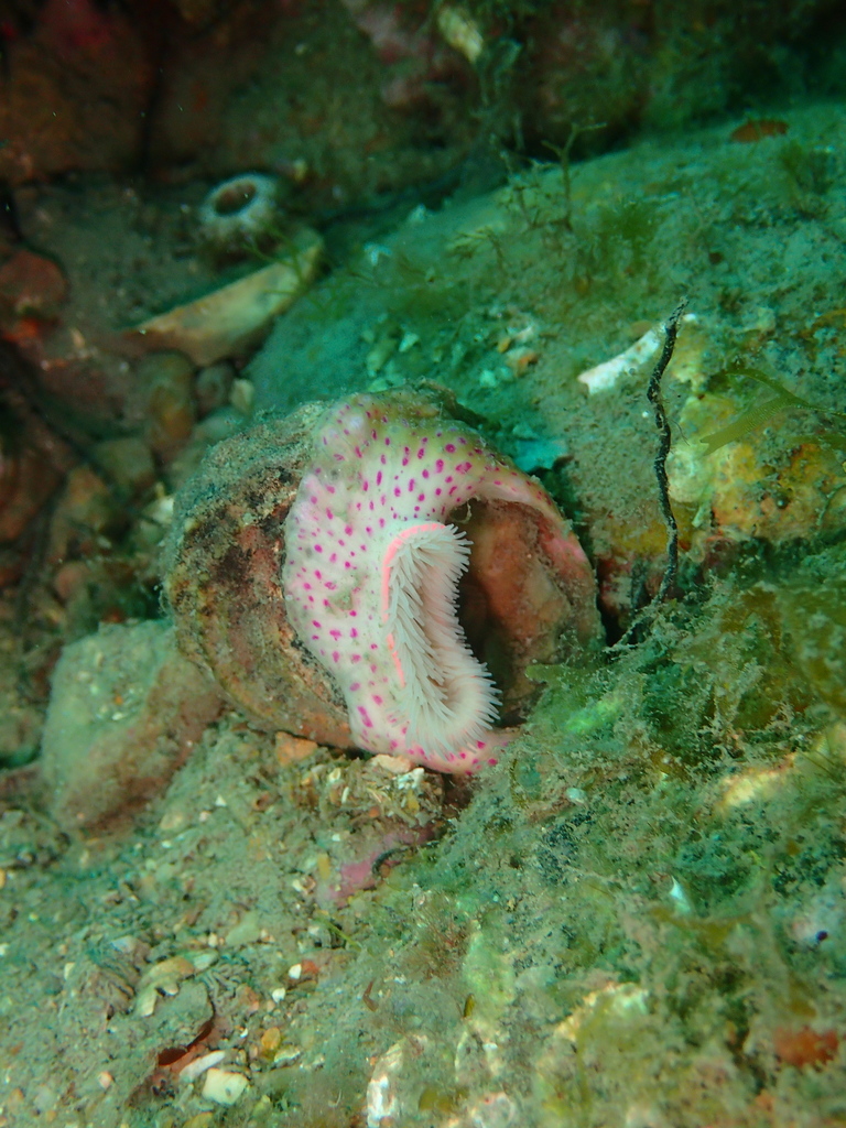 Cloak anemone