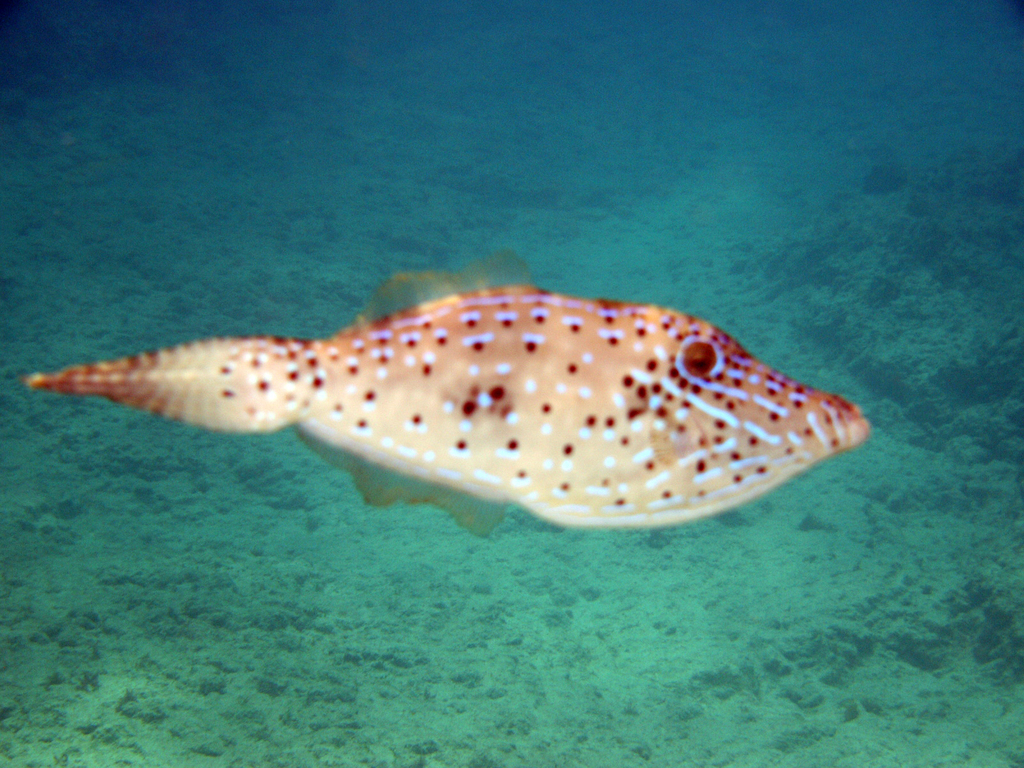 Poisson-lime gribouillé