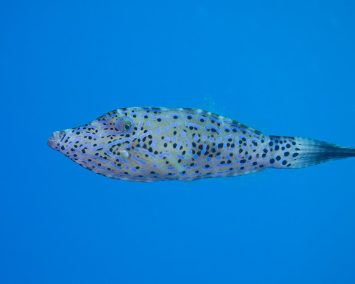 Poisson-lime gribouillé