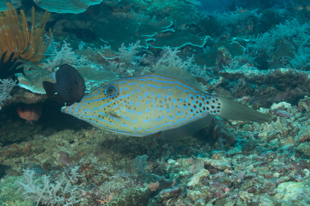 Poisson-lime gribouillé