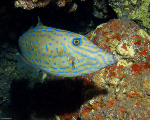 Poisson-lime gribouillé