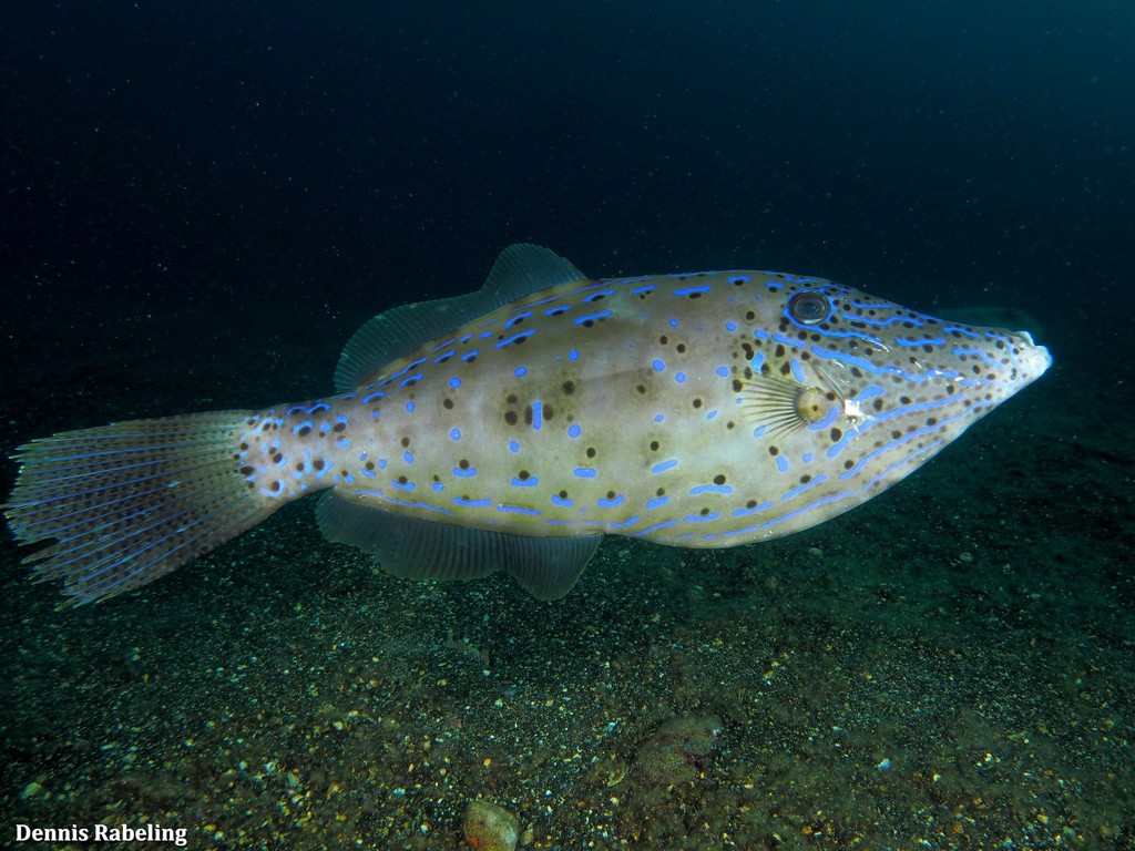 Scrawled Filefish
