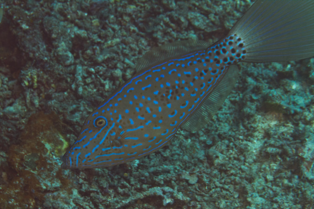 Poisson-lime gribouillé