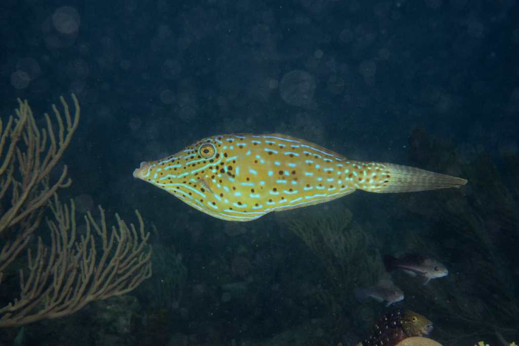 Poisson-lime gribouillé
