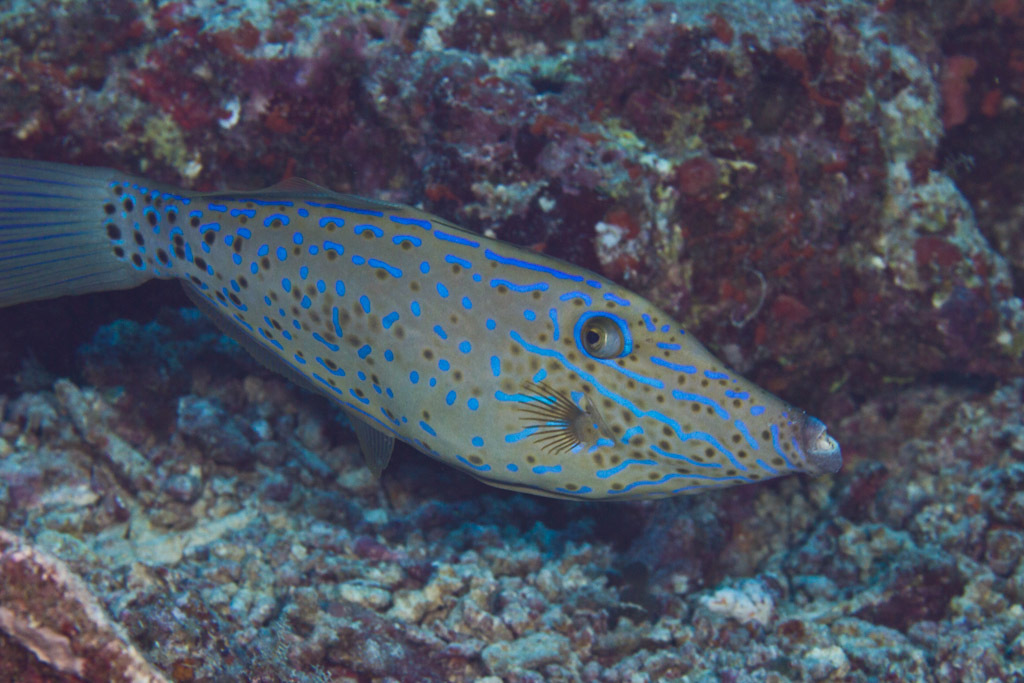 Poisson-lime gribouillé