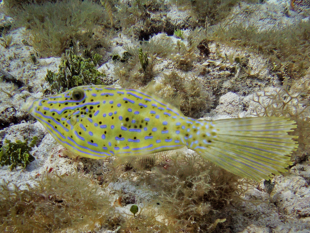 Poisson-lime gribouillé