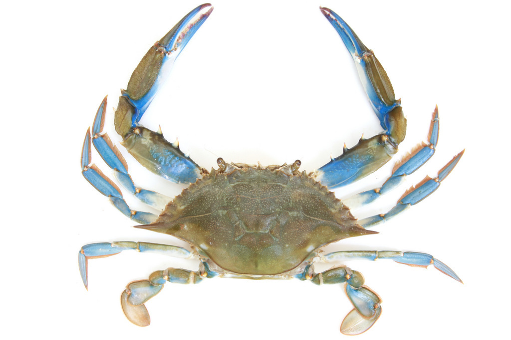Atlantic Blue Crab