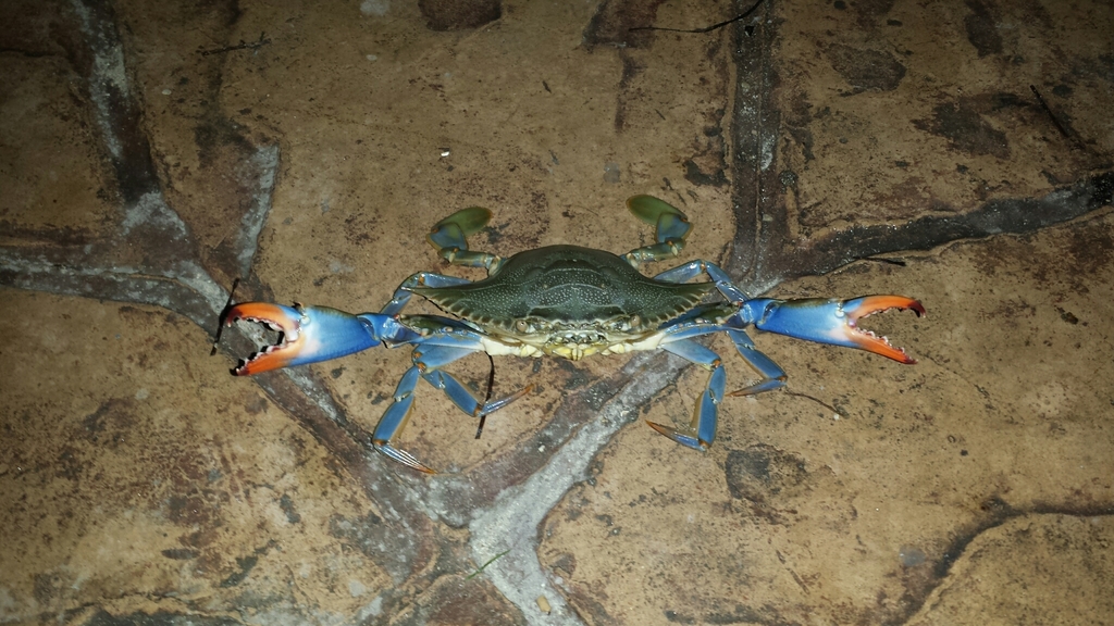 Atlantic Blue Crab