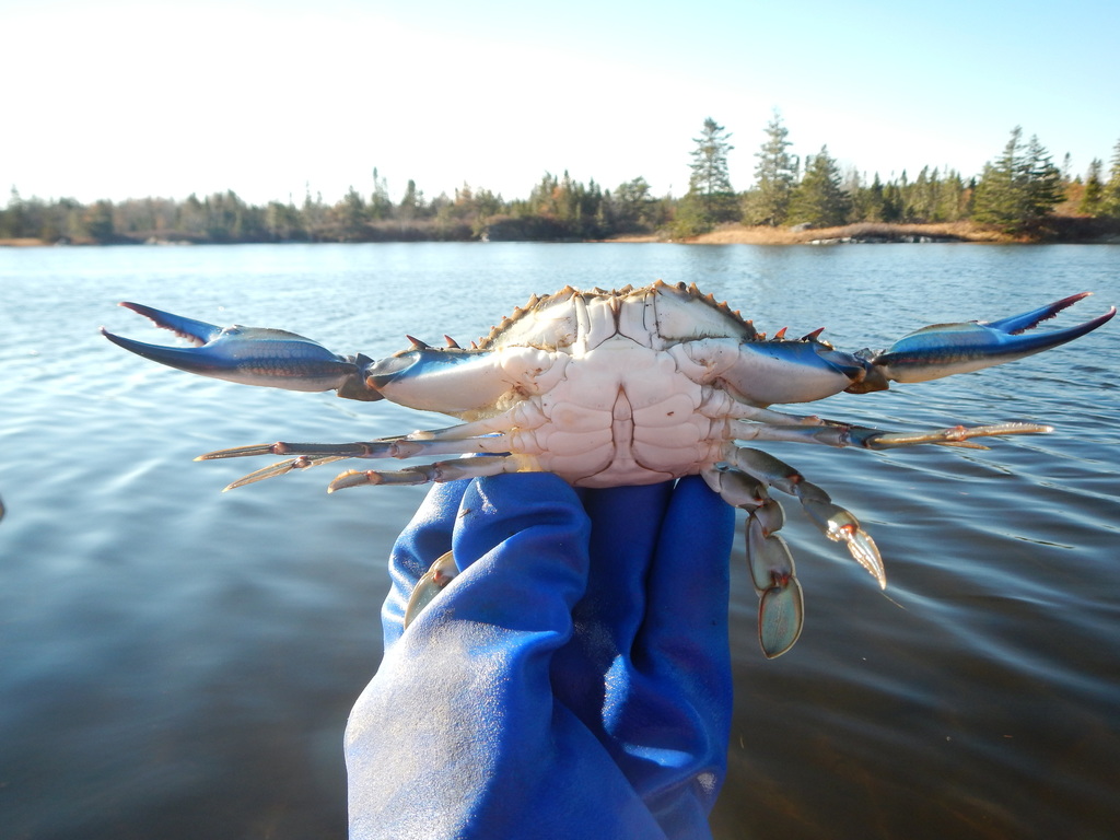 Atlantic Blue Crab