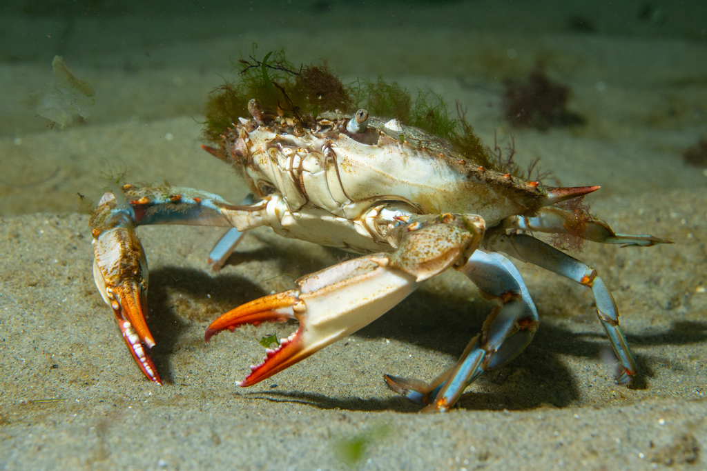 Atlantic Blue Crab