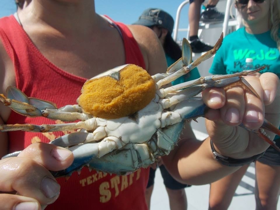 Atlantic Blue Crab