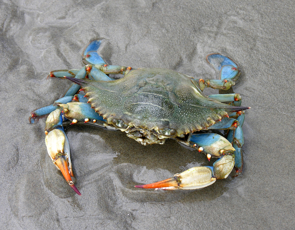 Atlantic Blue Crab