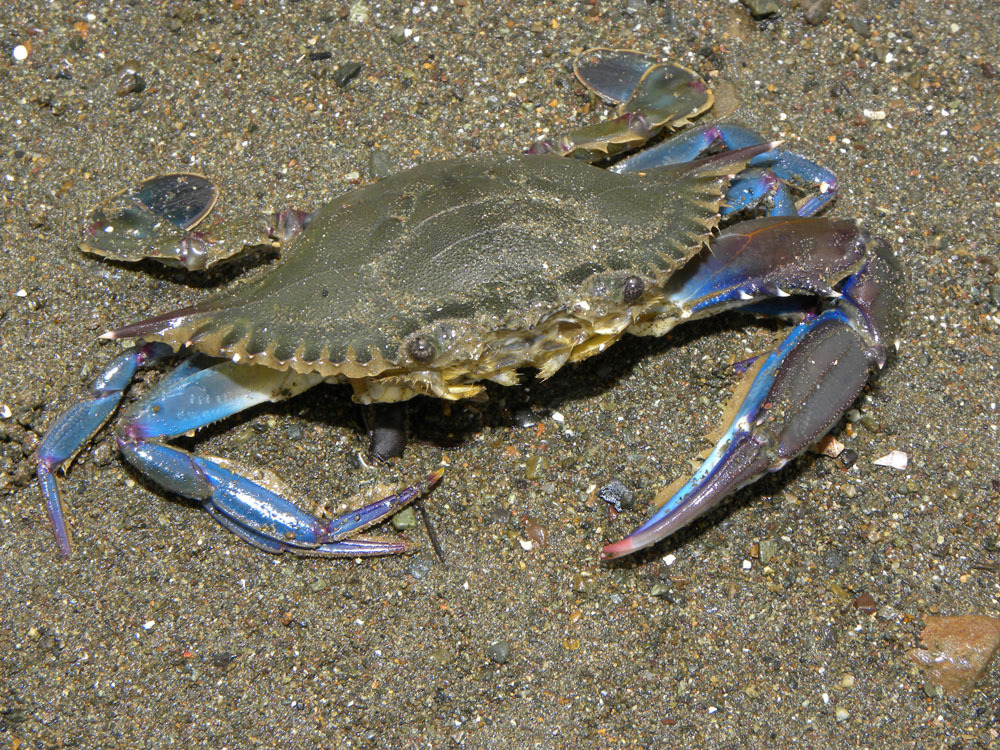 Atlantic Blue Crab