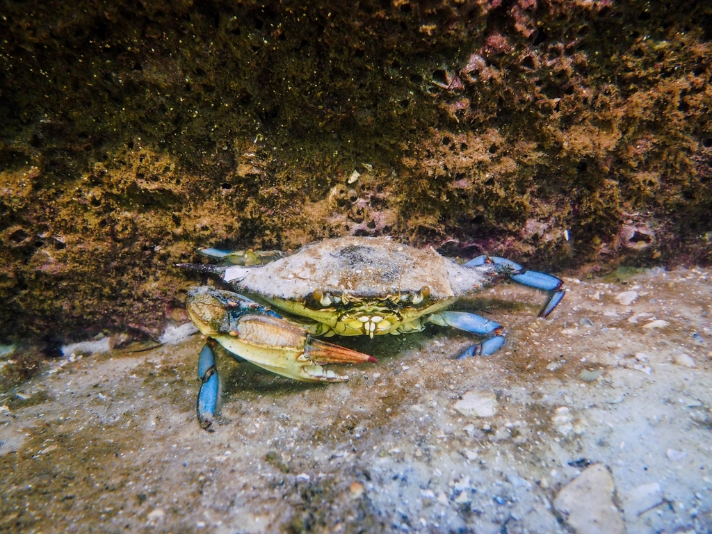 Atlantic Blue Crab