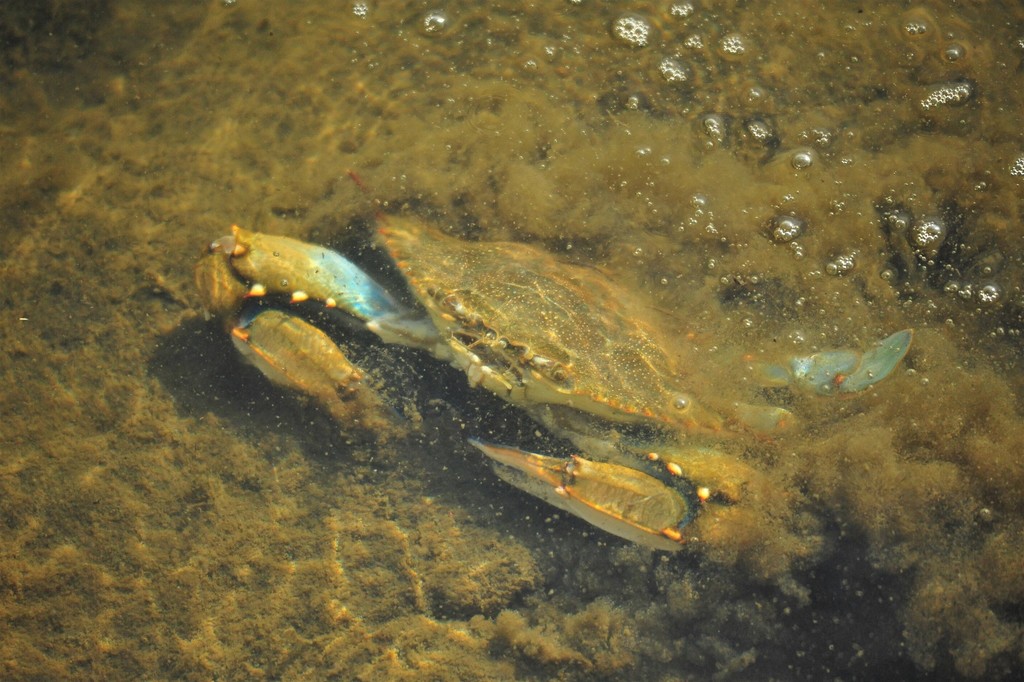 Atlantic Blue Crab