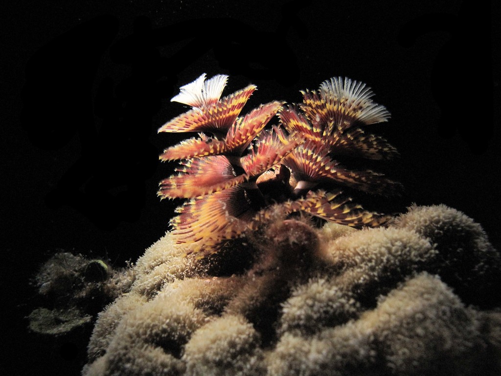 Caribbean Christmas Tree Worm