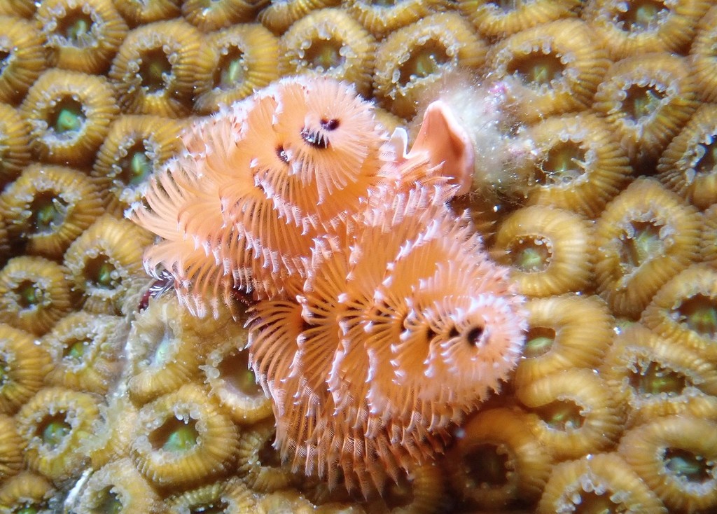 Caribbean Christmas Tree Worm