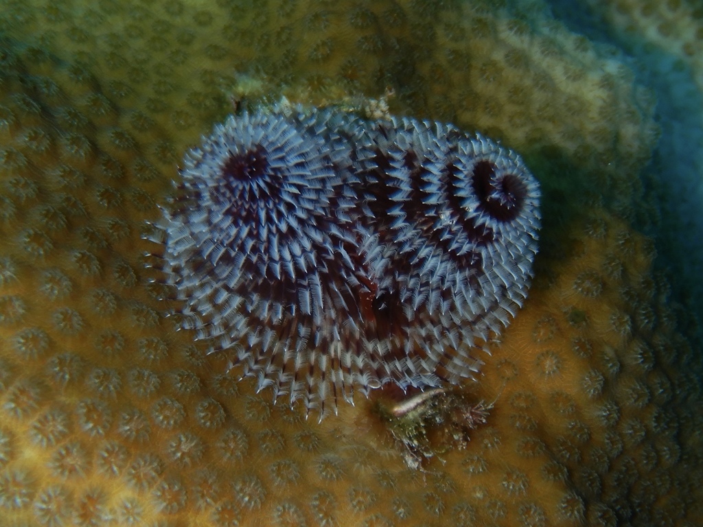 Caribbean Christmas Tree Worm