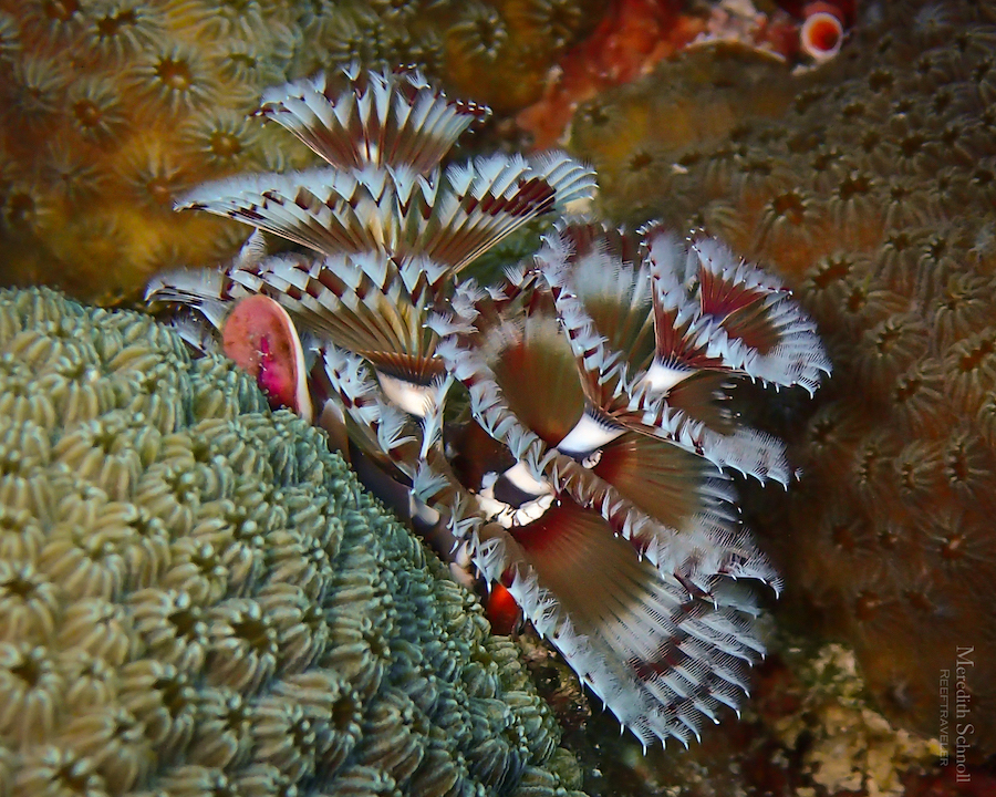 Caribbean Christmas Tree Worm