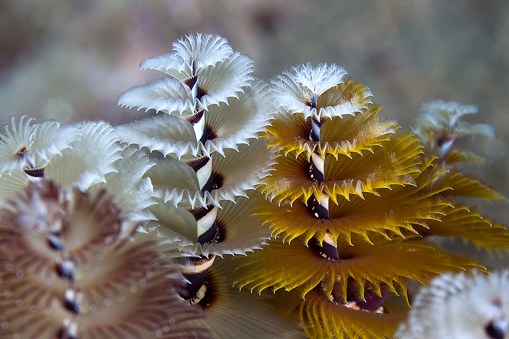 Caribbean Christmas Tree Worm