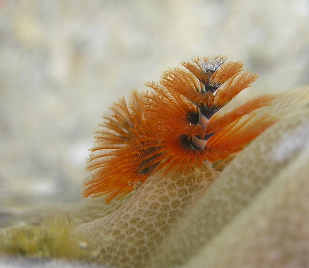 Caribbean Christmas Tree Worm