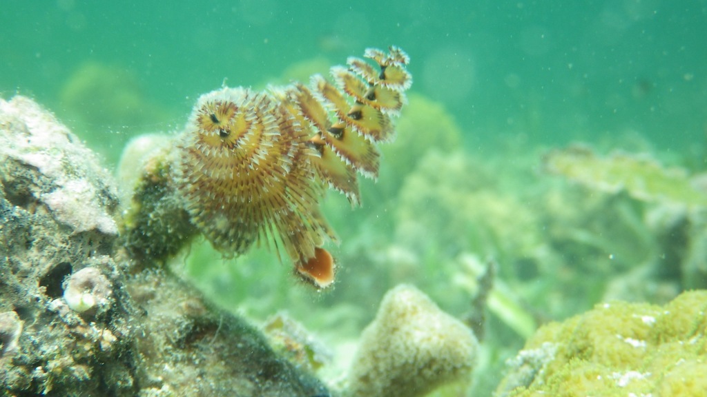Caribbean Christmas Tree Worm