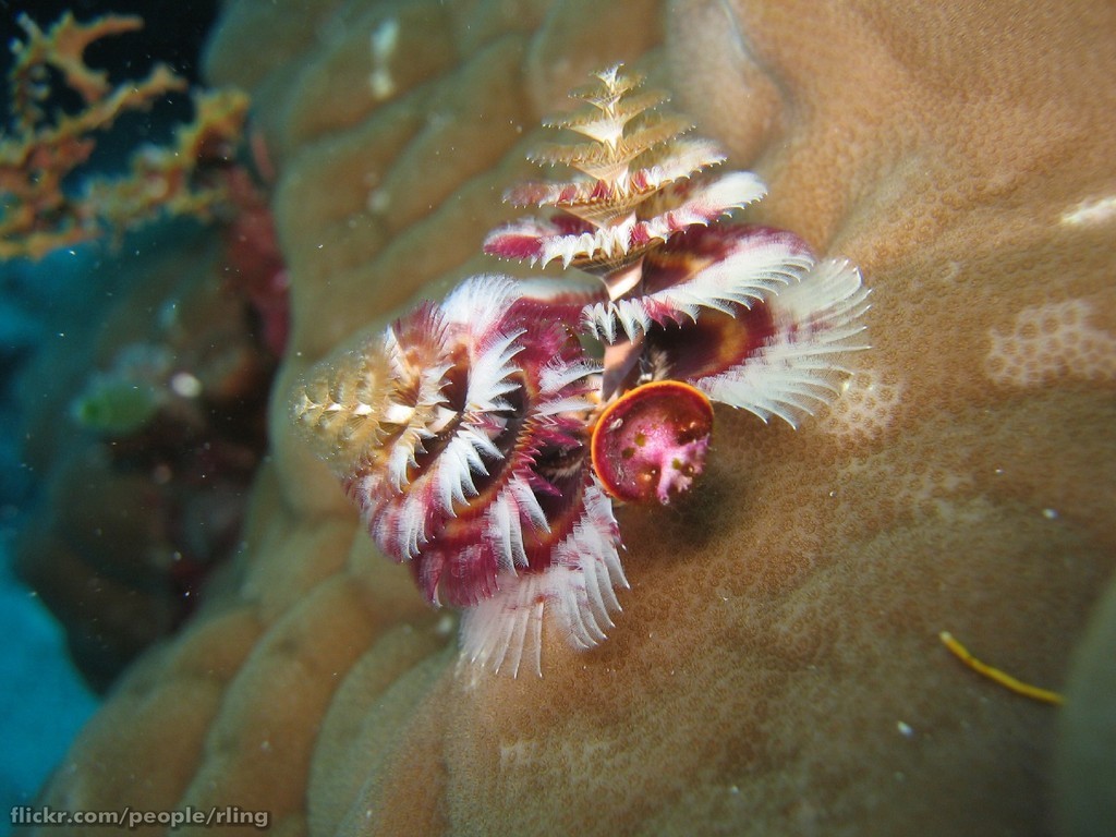 Caribbean Christmas Tree Worm