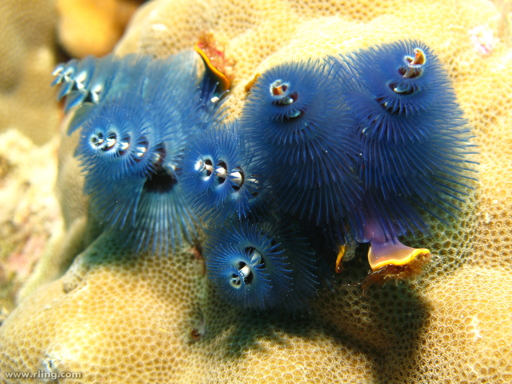 Caribbean Christmas Tree Worm